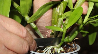 How to repot Dendrobium