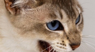 Какими болезнями можно заразиться от кошек