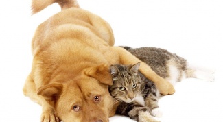 Эффективные способы избавиться от запаха кошки/собаки в квартире