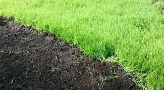 Как улучшить плодородность почвы при помощи сидерации