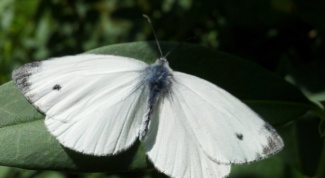 How to deal with cabbage white
