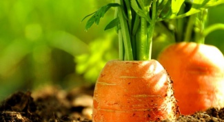 Как вырастить морковь из семян