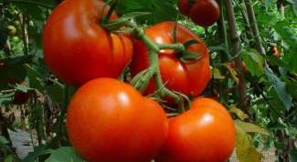 Как выращивают помидоры