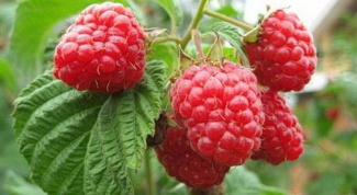How to plant raspberries 