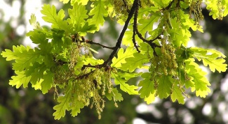 As blooms the oak