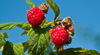 How to fence the raspberries