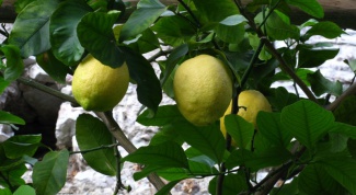 As flowering lemon