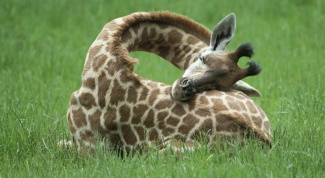 Как спит жираф