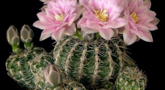 What kind of cactus Gymnocalycium?