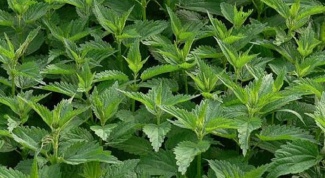 From what diseases helps nettle