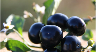 How to grow berries samberi