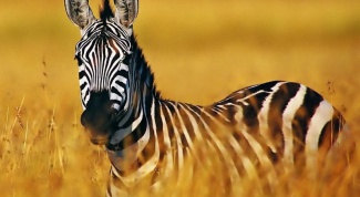 Что за животное зебра