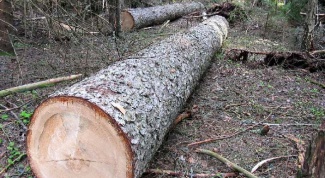 Как спиливать деревья на участке под корень