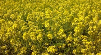 How to sow mustard for green manure