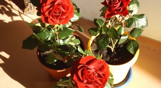 Как посадить розы дома