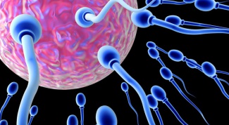 Как сперматозоид проникает в яйцеклетку