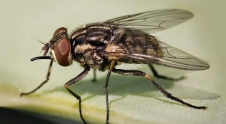 Как бороться с мухами в городской квартире