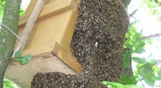 Как сделать и установить ловушку для пчел