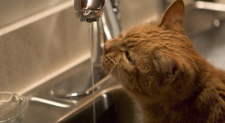 Как помочь кошке в жару