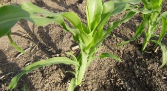 Как сеять рассаду кукурузы