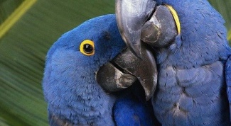 Почему попугаи умеют говорить