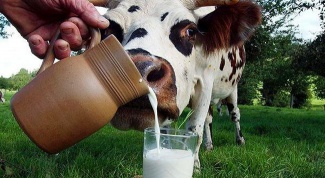 Почему детям до года нельзя давать молоко