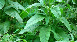 Как выращивать табак из семян