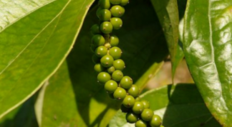 How to grow black pepper