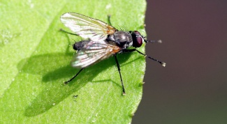 Какие болезни переносят мухи