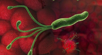 How is the Helicobacter pylori
