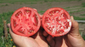 Какие  семена томатов лучше