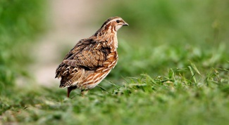 How to prepare feed for quails