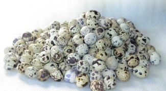 Quail eggs how many a day to eat quail and chicken eggs