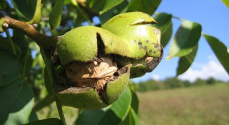 How to grow walnut
