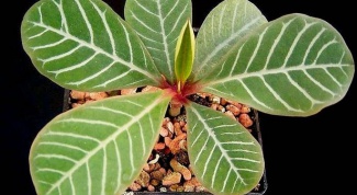 How to propagate Euphorbia belazelkov 
