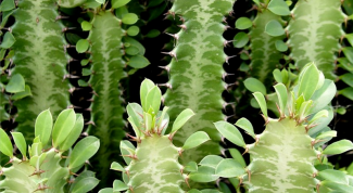 How to transplant Euphorbia