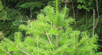 How to transplant a fir