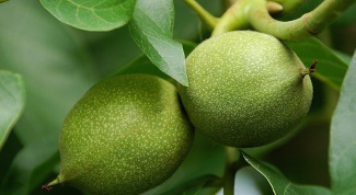 How to prepare a tincture of green walnut