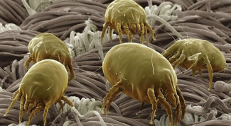 Mites-saprophytes: who are they