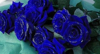 How to get blue roses