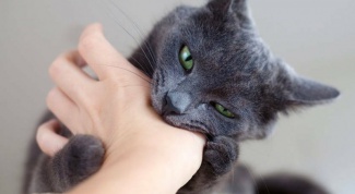 How to treat the bite of a domestic cat
