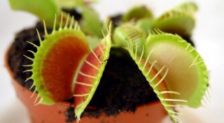 How to repot a flytrap