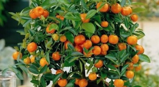 How to transplant a Mandarin