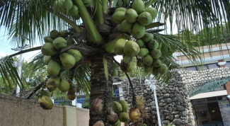 Какие полезные витамины содержит кокос