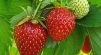 Than to fertilize strawberries