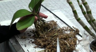 Is it possible to grow the Orchid from the root 