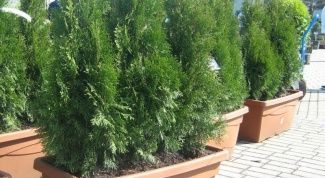 Is it possible to keep the house cypress or thuja