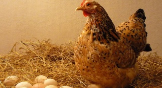 Откуда выходят у курицы яйца 