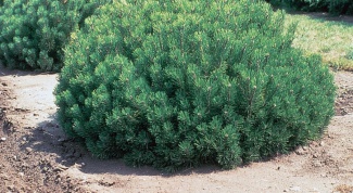Pinus mugo – горная сосна: посадка и уход 