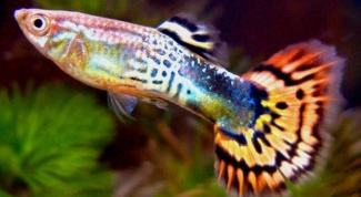 Рыбка для маленького аквариума: как выбрать 